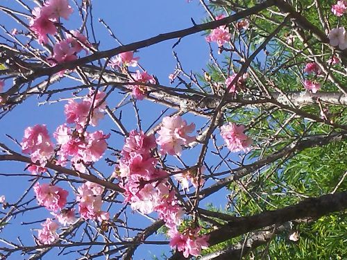 ４月初旬にサンパウロ州アチバイアに中沢さんの自宅の庭で咲く沖縄由来の桜