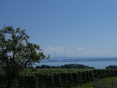 コンスタンス湖の畔に広がる葡萄畑