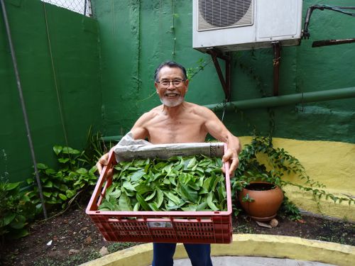 収穫したオラ・プロ・ノビスを持つ中沢さん