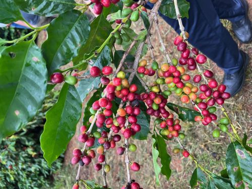 収穫期を迎えたバウ農園のコーヒー