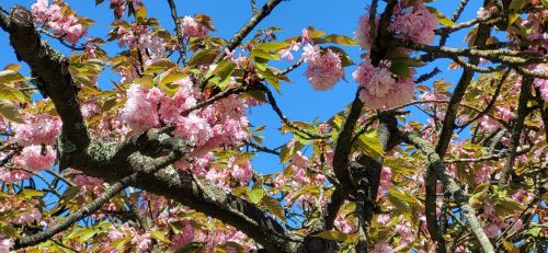 ソー公園の八重桜、４月１６日撮影