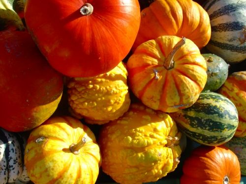 スイスで見かける、色とりどりのカボチャたち