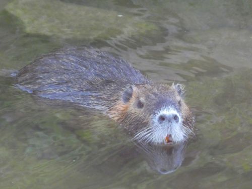 多くの人から見られていることに気づき、硬直している（？）ヌートリア