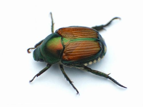 名前の通り、小さな「マメコガネ」(出典/photoAC)